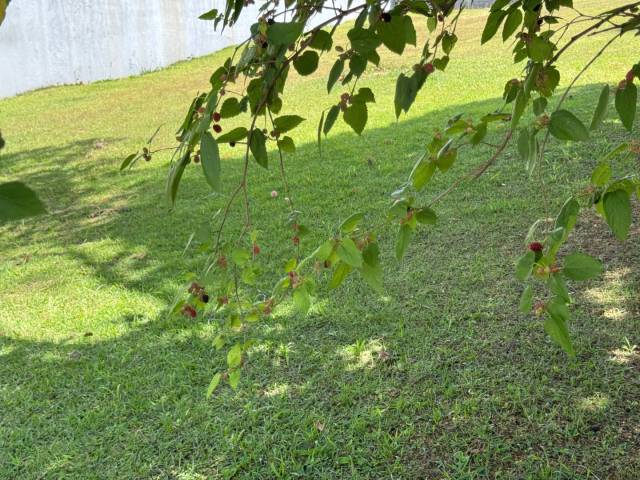 Área para Venda em Santana de Parnaíba - 5